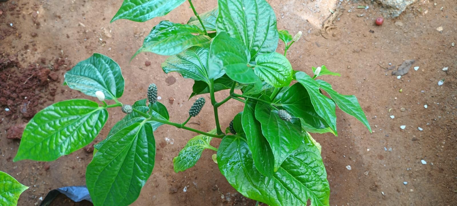 Anuraj farms Live Black Pepper Plant, Kali Mirch plant,Black Pepper Spice Plant bush type plant