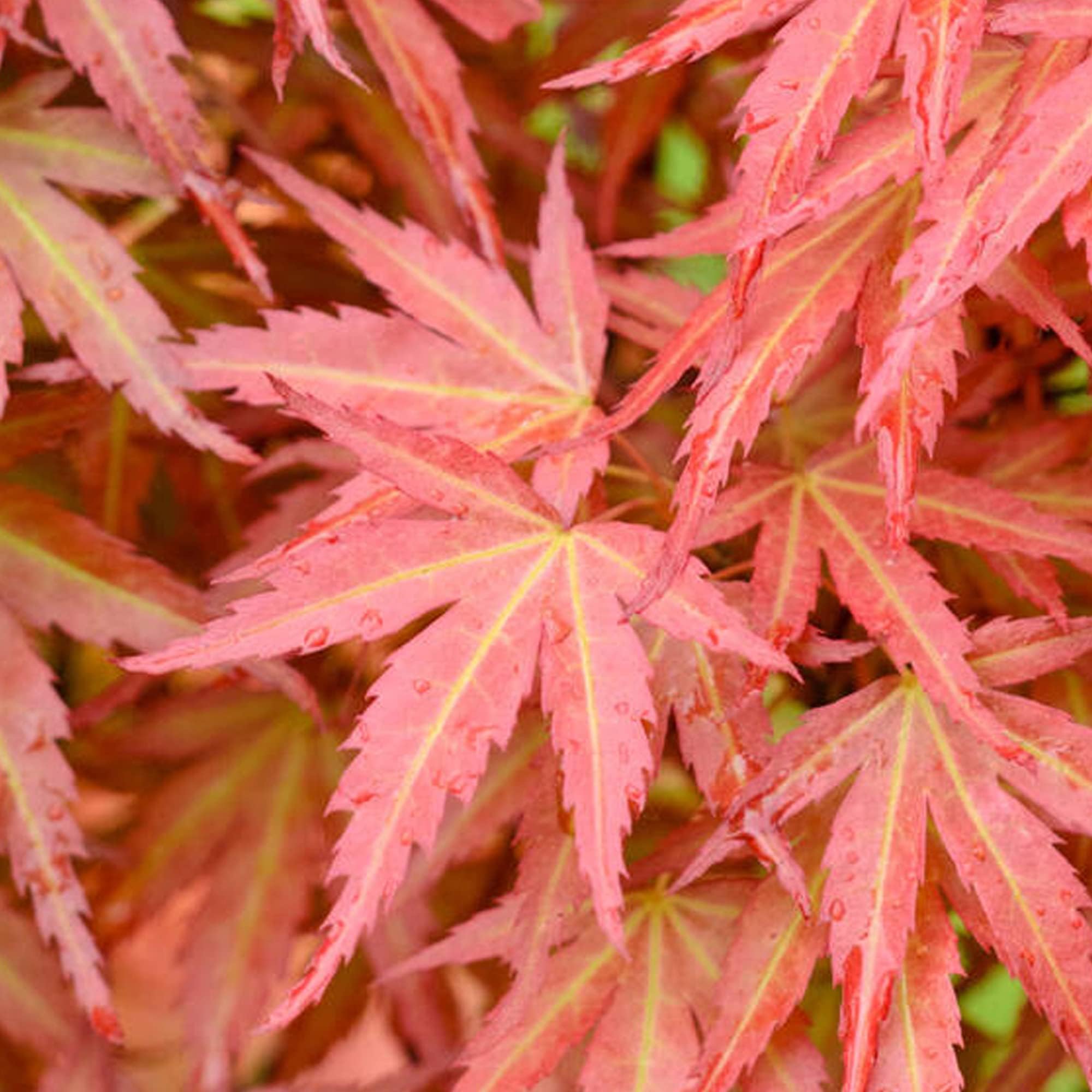 Acer palmatum Wilson's Pink Dwarf - Japanese Maple Tree | Large Outdoor Garden Ready Plant in Pot (80-100cm Incl. Pot)