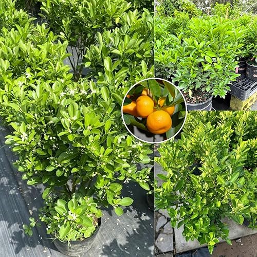 Miniatura 6 de Calamansi Calamondin - Árbol vivo en maceta de 3 galones, 3 pies de alto, resistente árbol de cítricos para cultivo al aire libre, flores fragantes,