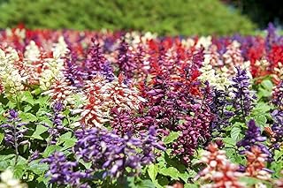 100+ Palisades Mix Salvia Seeds Blue Sage Painted Horminum Sage Flower