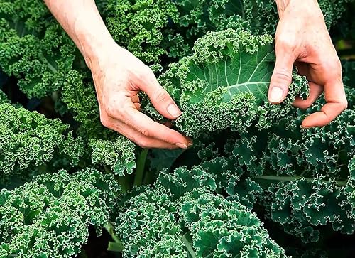Miniatura 2 de Semillas de col rizada Tipo arbusto de hoja vegetal de col verde para plantar semillas gigantes sin OMG 200