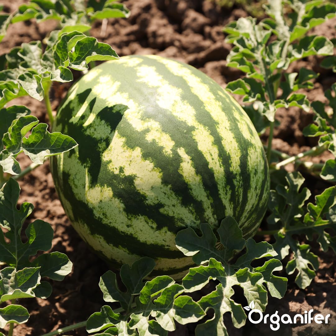 Fertilizzante Liquido Organico per Anguria 1L – Concime per Frutti Grandi e Raccolti Abbondanti