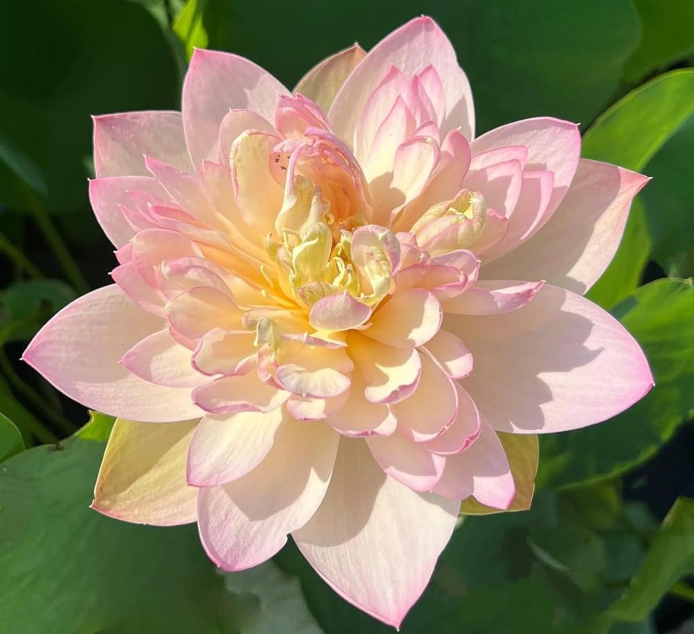Red Lotus Plant - Blooms in 30 Days! -29