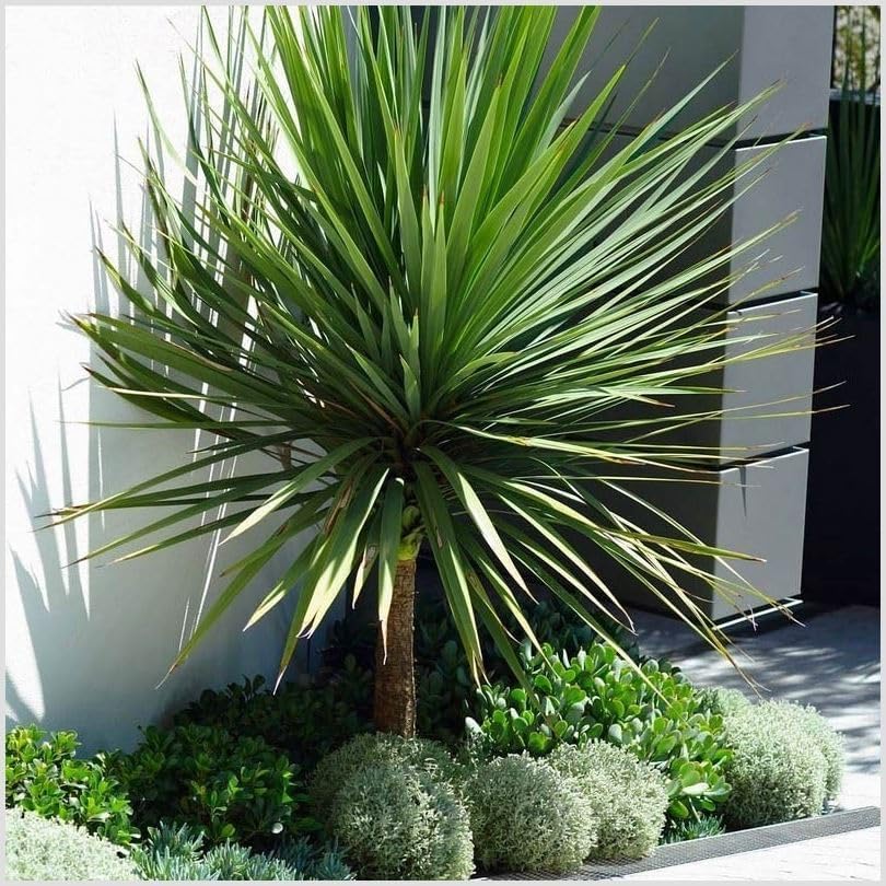 GrowOn Shrubs [x2] Cordyline 'Australis' Cabbage Palm Tree | Multi-Pack | Evergreen Perennials | Outdoor Garden Ready Plants | Summer Flowering | Cream Flowers