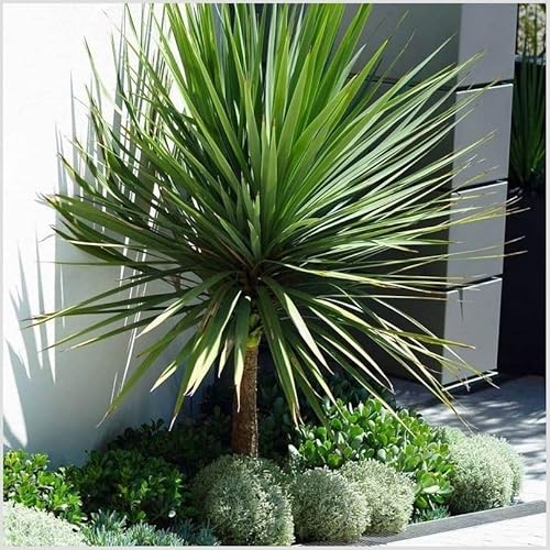 How to cut back a cordyline plant How to cut back a cordyline plant