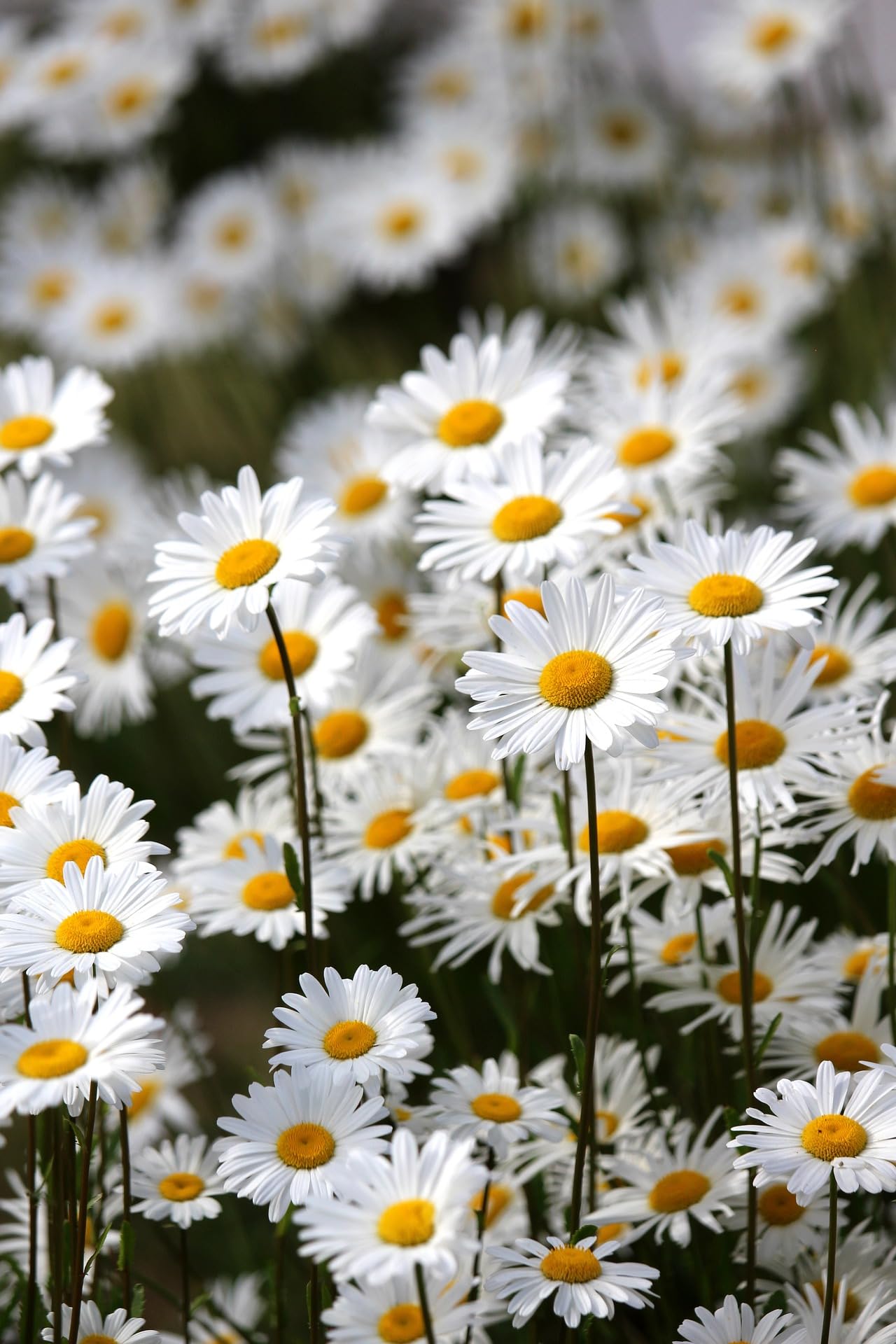 Oxeye Daisy Ox Eye Flower Seeds White British Wild Flower Pack Wild Form - Leucanthemum vulgare (100, Grams)