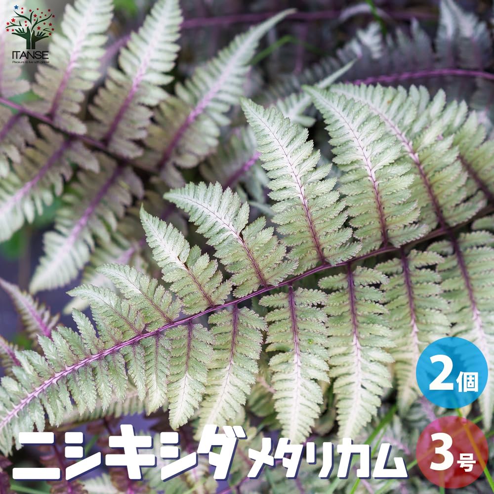 Amazon｜ITANSE ニシキシダ メタリカム 3号 2個セット 観葉植物