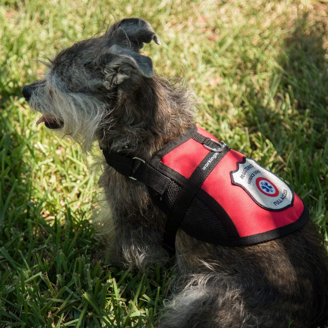 Registered Service Dog Mesh Harness Vest - Includes 5 Federal Law Cards (14-17" Girth, Red)