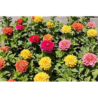 500 Seeds Zinnia Dahlia Blossom Colourful Mix Garden Flowers Bed Balcony Pot Plants