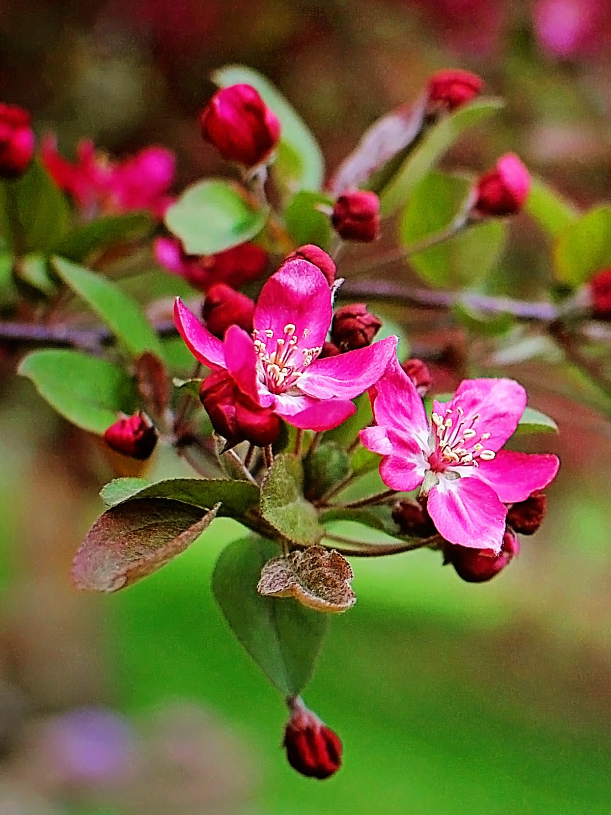 Amazon.com : Robinson Crabapple Tree, Pink Flowering, Deciduous