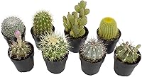 Vista 11 de Altman Plants - Colección de cactus surtidos para jardines, contenedores o regalos