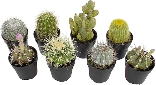 Miniatura 11 de Altman Plants - Colección de cactus surtidos para jardines, contenedores o regalos