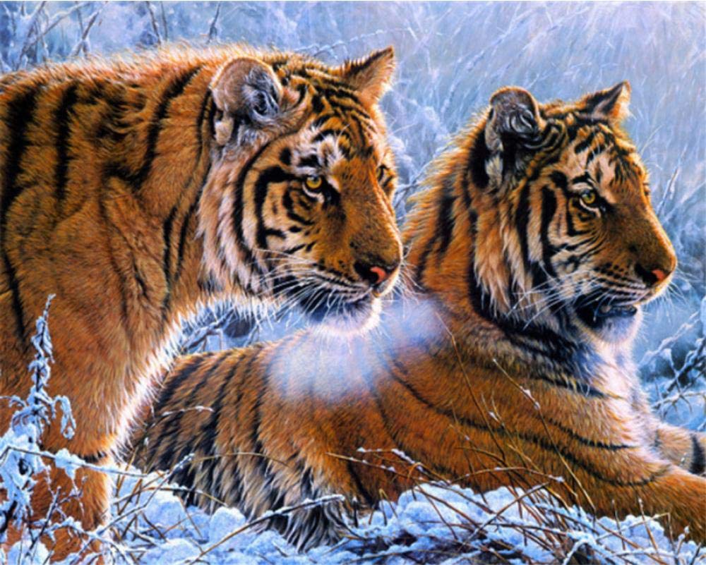 Peinture par numéro tigre animal 40x50cm kit de peinture à l'huile de bricolage
