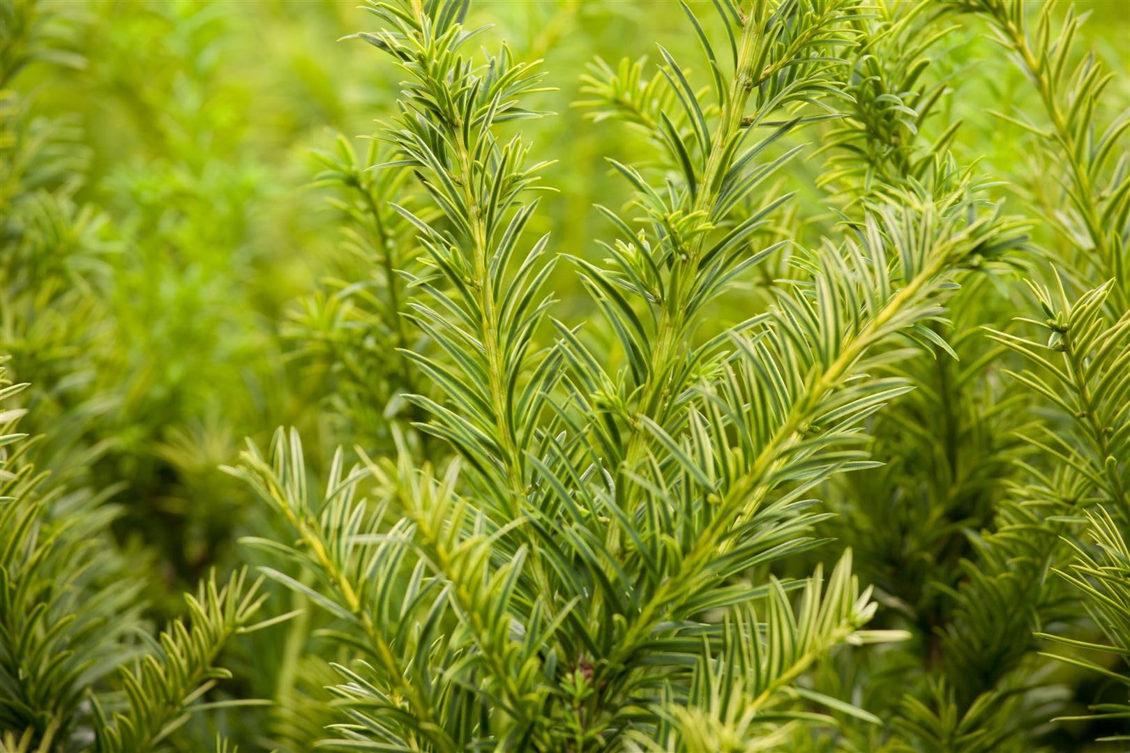 zimmerpflanzen erde oder granulat Erde für Zimmerpflanzen main image 1