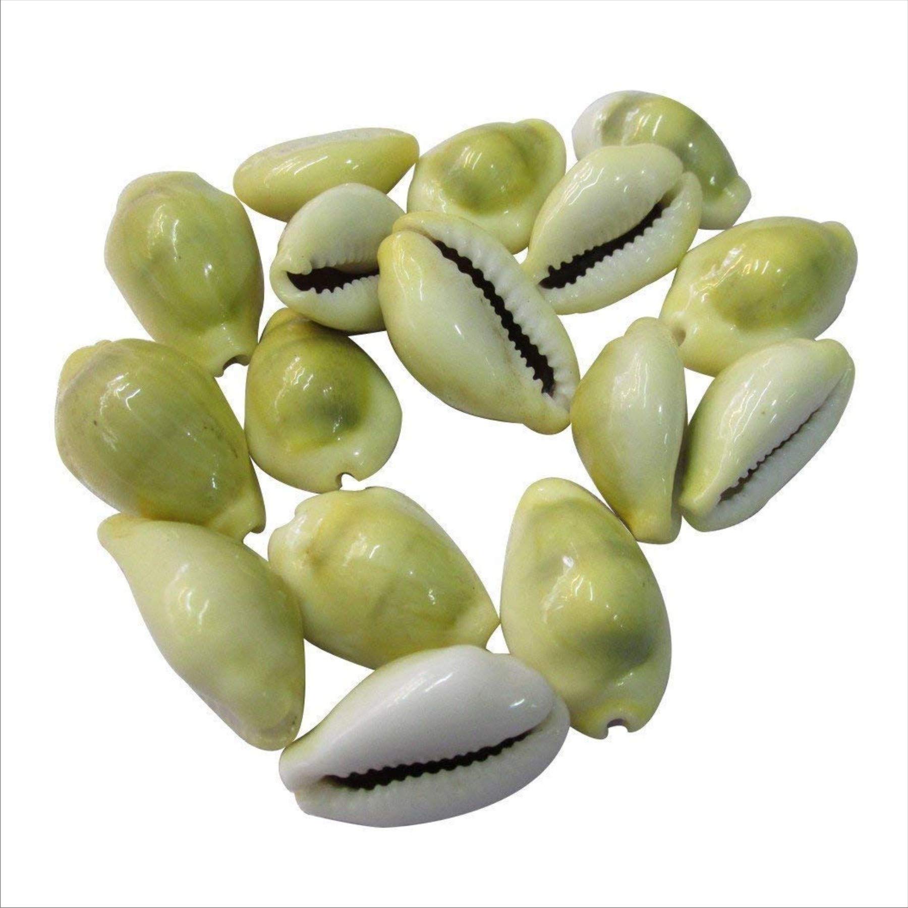 || Le'Eja Poojan Samagri || Lakshmi Peeli/Yellow Kawri Kodi Peeli Cowrie Sea Shell | Laxmi and Diwali Pooja Article Kaudi Shells (Natural Yellow) - Set of 21 by Dorvik Enterprises