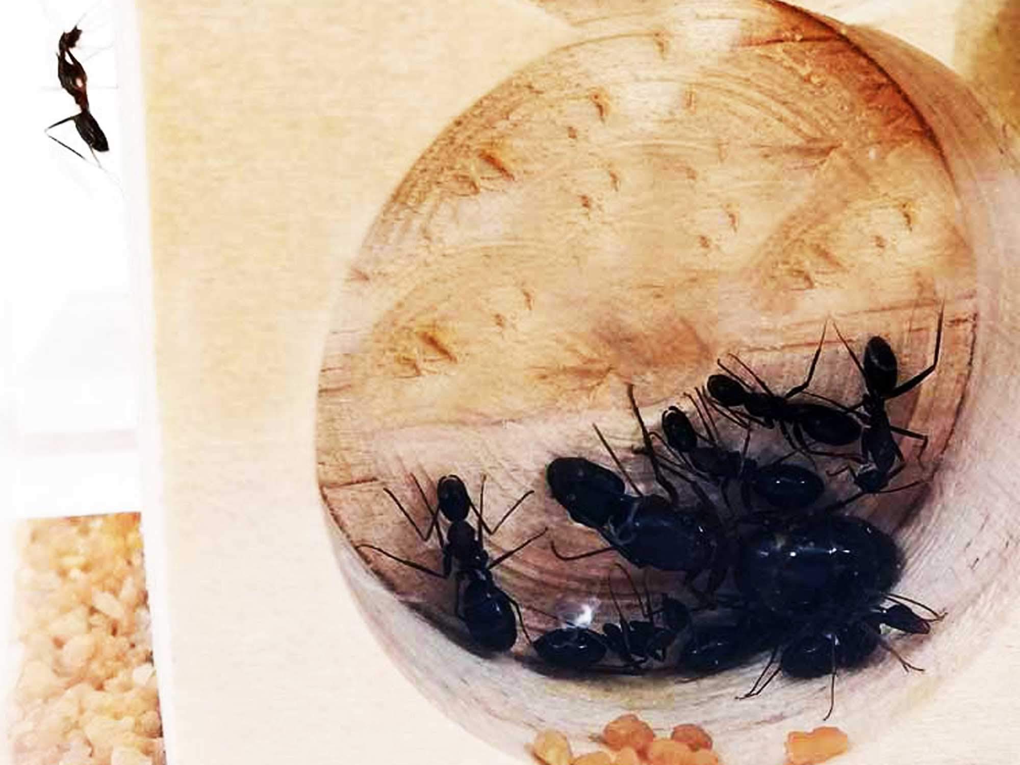 Kit fourmilière pédagogique Cube Moyen avec galeries en Bois (avec des Fourmis incluses)