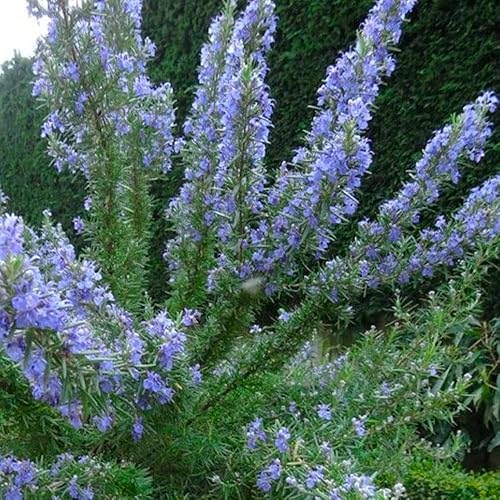 Miniatura 5 de Paquete de 3 plantas de romero azul, planta de romero vivo, 4 a 6 pulgadas de alto, hierbas fragantes, arbustos de hierbas de romero para cultivo en