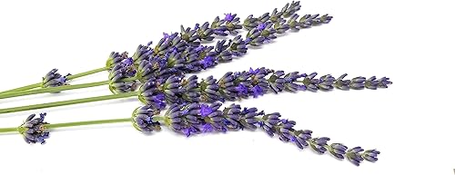 Miniatura 2 de L+ Findlavender Lavender x Intermedia Phenomenal (macetas de 4 pulgadas, aptas para abejas, hoja perenne, 18 plantas vivas)