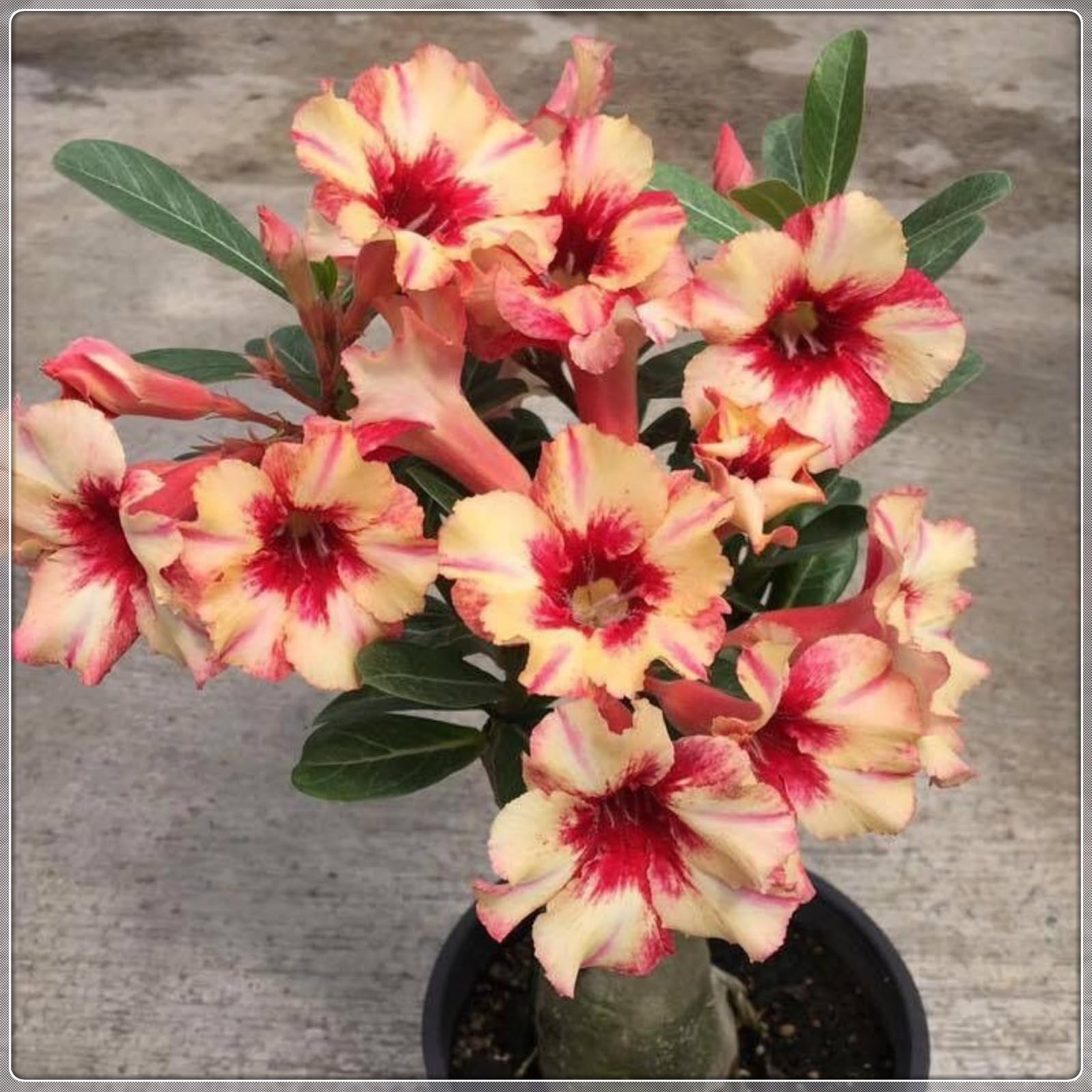 Desert Rose Bulbs/Adenium obesum Plants/Strong Plants That Grow Well/Mix Golden Jade Carving Feels Perfect【BNSOIDE】-3 Bulbs-B