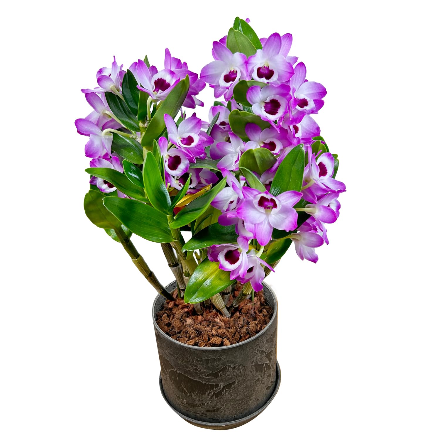 紫と白のランとアイビーの鉢花 ピンク・白・紫シラン3色開花｜園芸日記bysimatyan｜みんなの趣味の