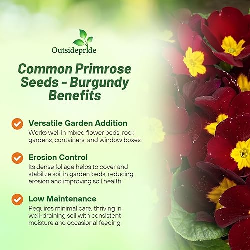 Miniatura 3 de Outsidepride 25 semillas anuales Primula Semillas comunes de flor de Borgoña de Primula para plantar