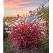 Baldur Garden 1x Miscanthus 'Lady in Red' Perennial Ornamental Grass Stunning colour combination picturesque growth shape hardy and easy to clean silver-white flower fronds