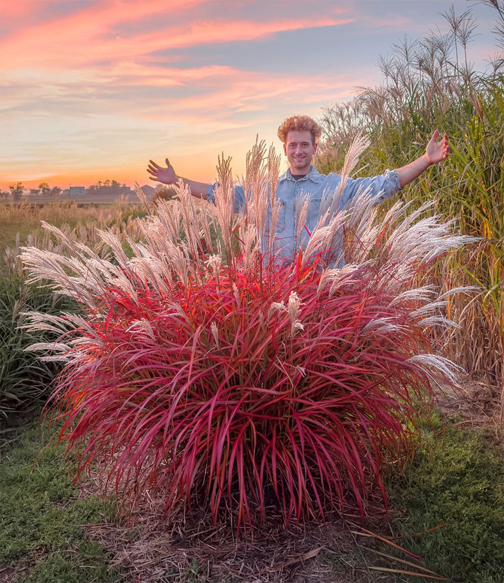 BALDUR Garten 1x Miscanthus 'Lady in Red®', Pflanze im 9x9 cm-Topf, mehrjähriges Ziergras, atemberaubende Farbkombination, malerische Wuchsform, winterhart und pflegeleicht, silberweiße Blütenwedel