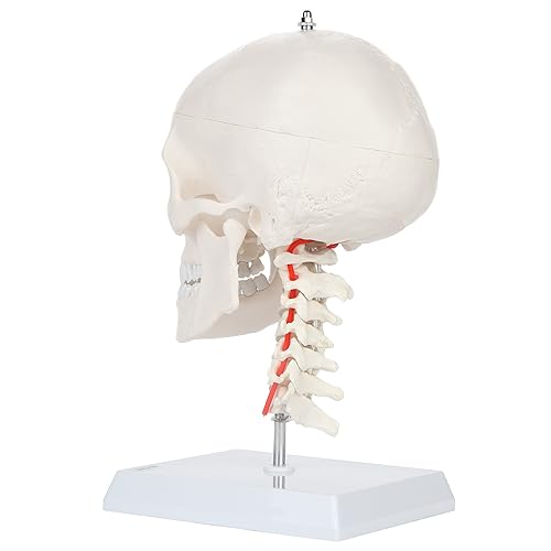 Miniatura 4 de Axis Scientific Modelo de calavera humana de 3 partes con cuello flexible | Cráneo de plástico realista de tamaño real en una columna cervical