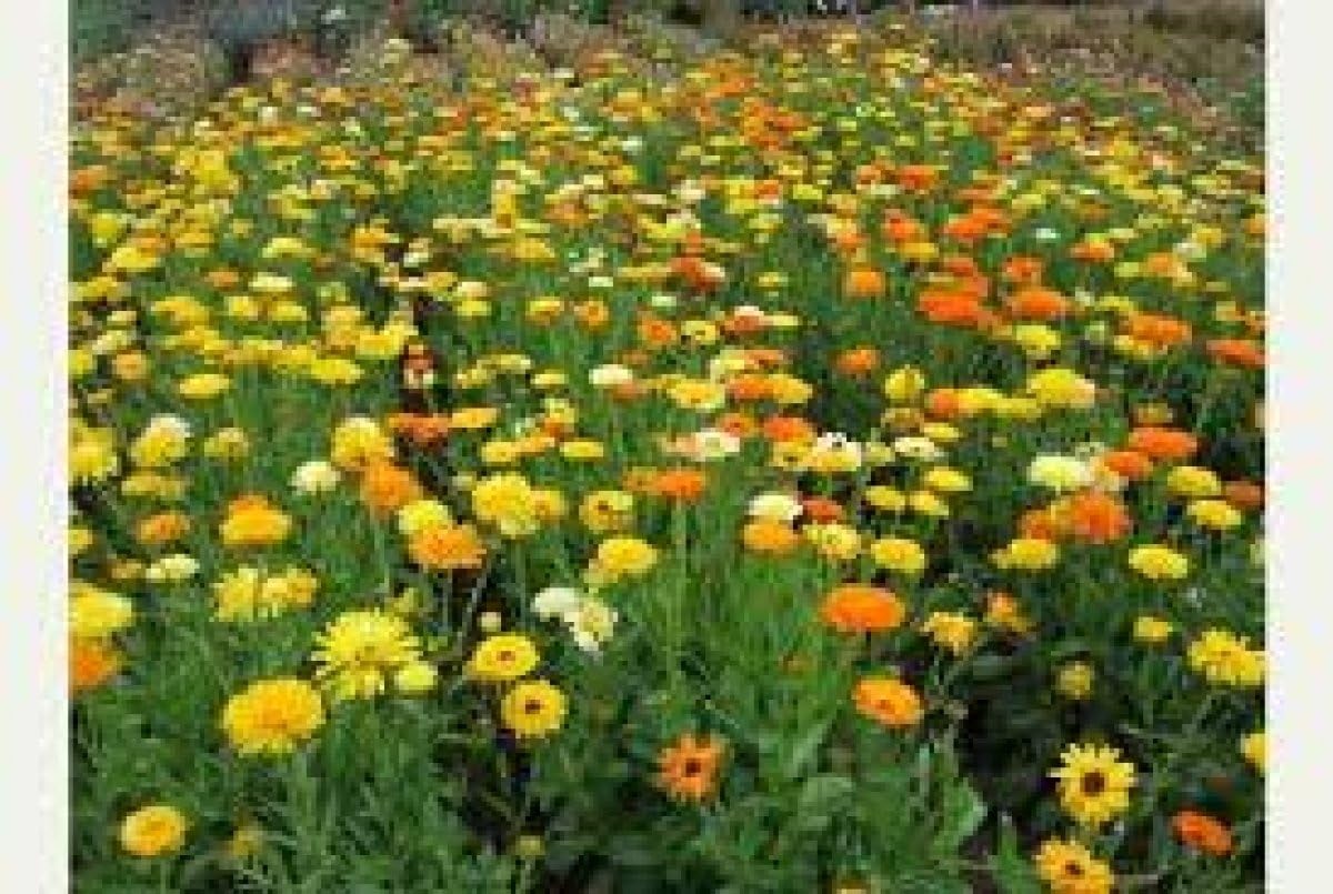 Non GMO Bulk Calendula Seeds- Fancy Mix Calendula officinalis (25 lbs)