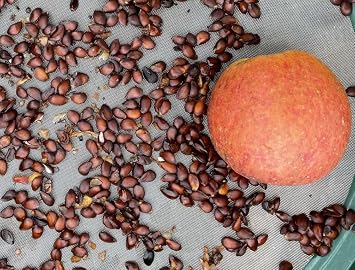 Red Apple Seed 100 pcs Pack - Large Perennial Heirloom Giant Bush