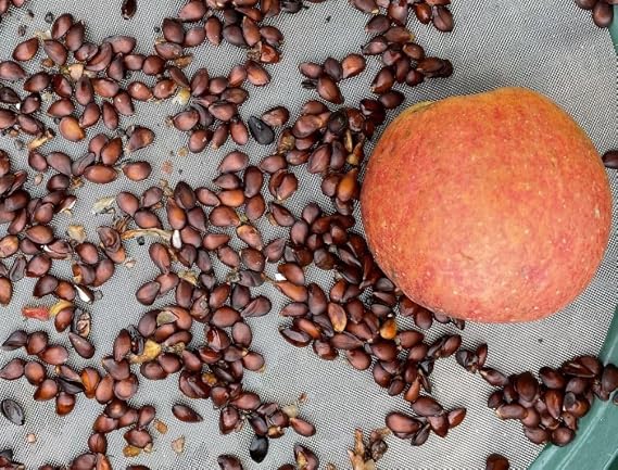 Red Apple Seed 100 pcs Pack - Large Perennial Heirloom Giant Bush