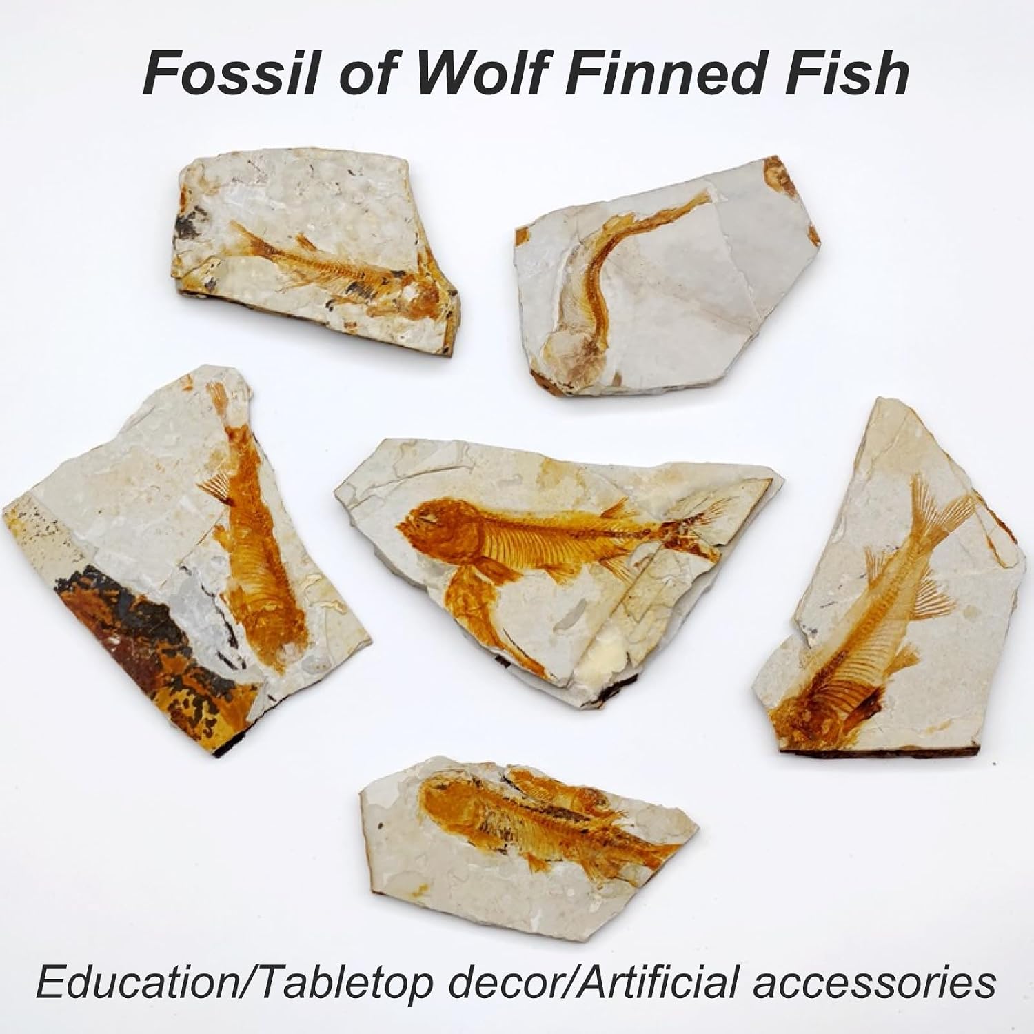 6 Pcs Fossil Fish Random Size Fossil of Wolf Finned Fish Vintage Specimen Decor for Beginner Collection and Science Education