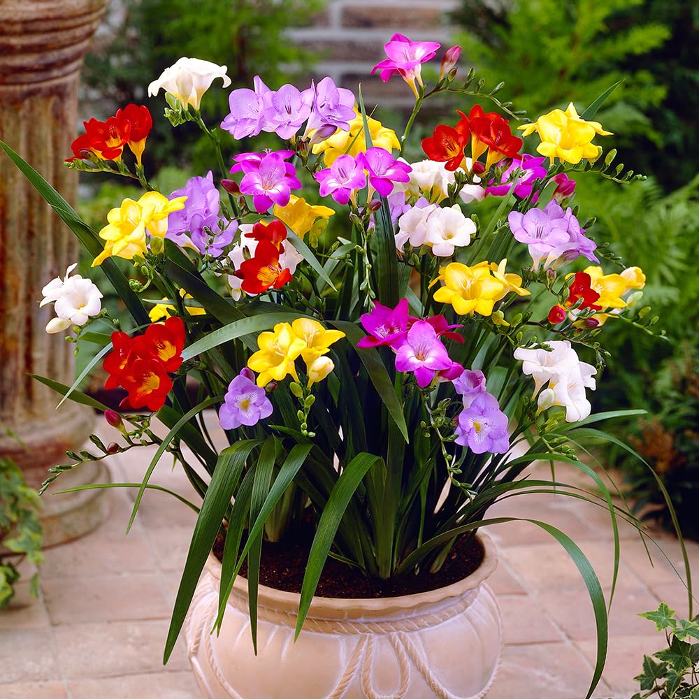 YouGarden Freesias Corms, 50 Flowering Singles Freesia, Ready to Plant Out, Garden Ready Summer Blooming