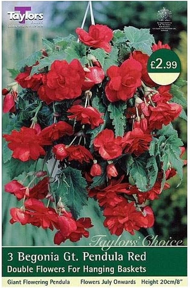 Begonia Red Pendula Giant Bulbs x3