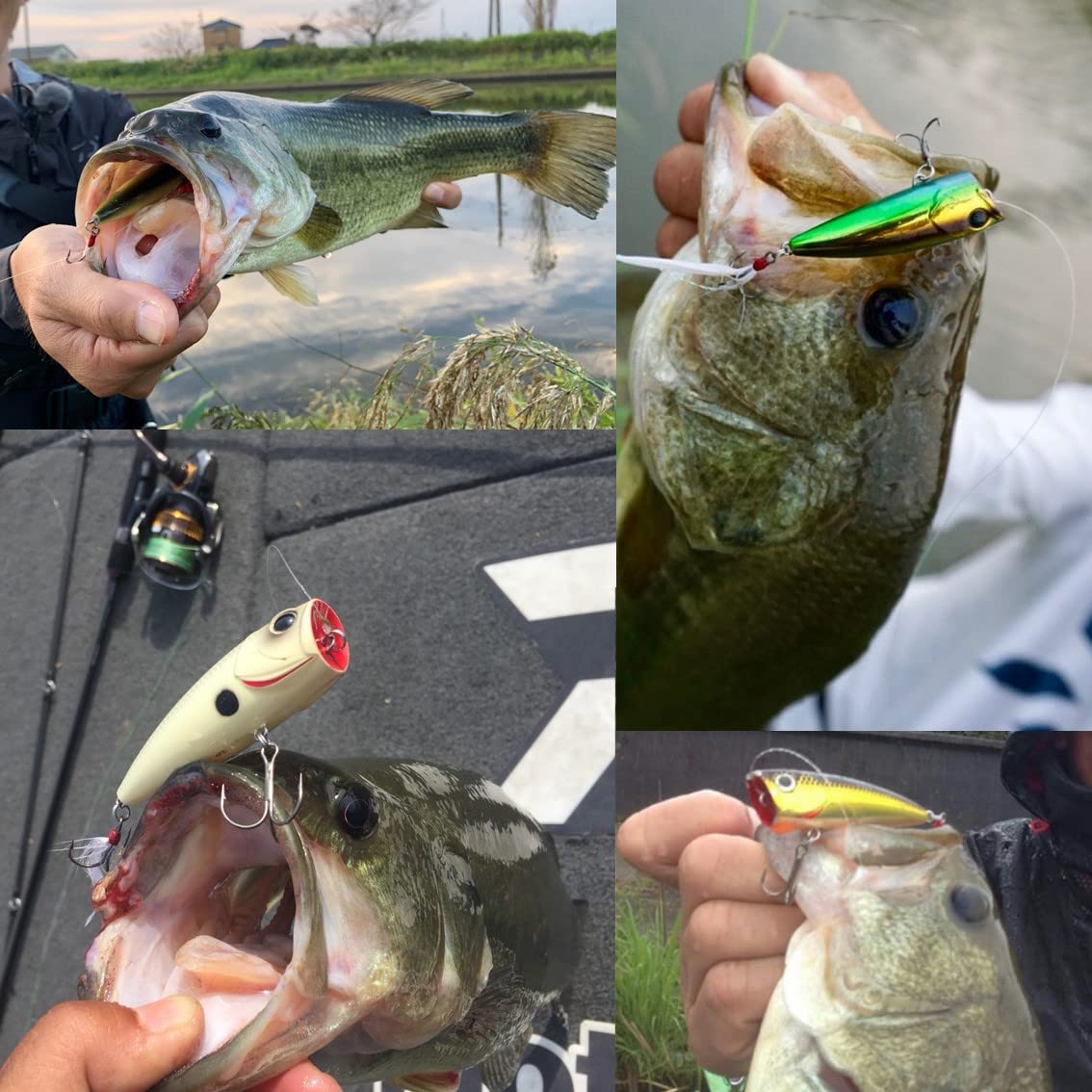 Daiwa Steese Popper Bassköder, 50F/60F/70F, versch