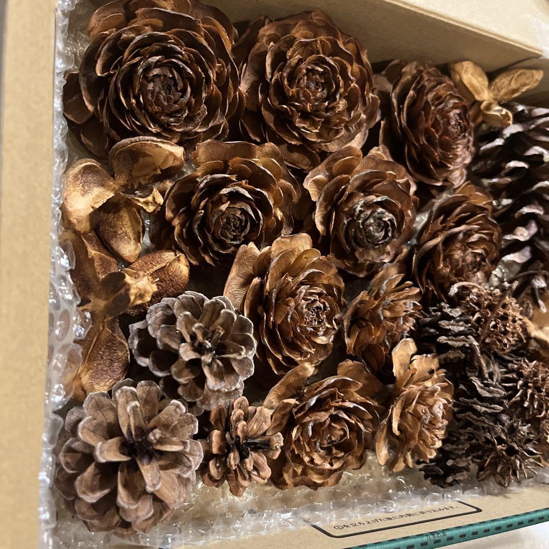 完売❤️早割❤️木の実達のXmasリース⭐️シダローズコットン22cm 完売❤️早割❤️木の実達のXmasリース⭐️シダローズコットン22cm