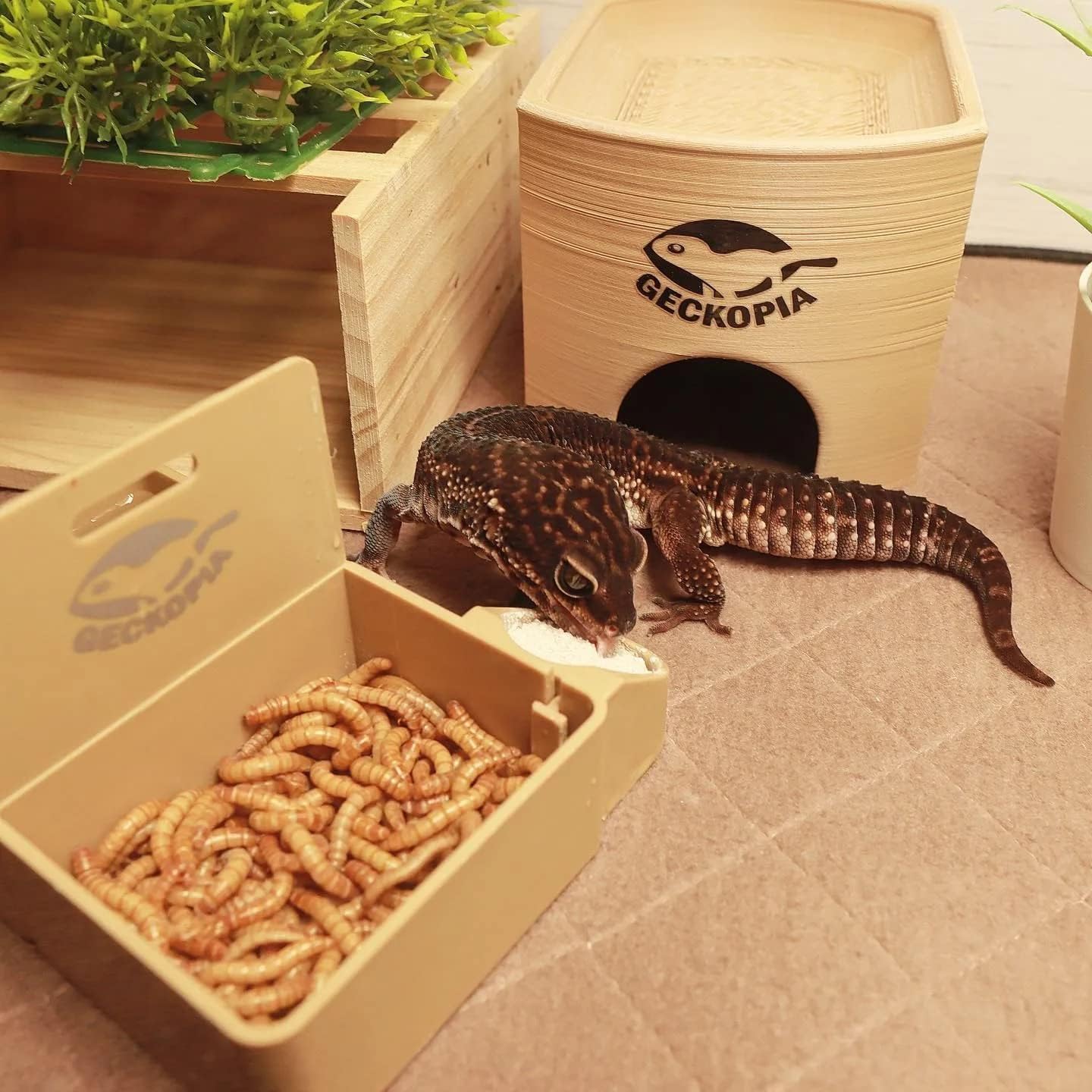 Geckopia Triple Dish 3.0 | 3 in 1 Reptile Dish | Gecko Bowl | Reptile Calcium Bowl | Reptile Water Food Bowl | Mealworm Dish BioPlastic | Wood