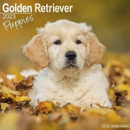 Golden Retriever Puppies Calendar 2023 | Square Dog Puppy Breed Wall Calendar - 16 Month