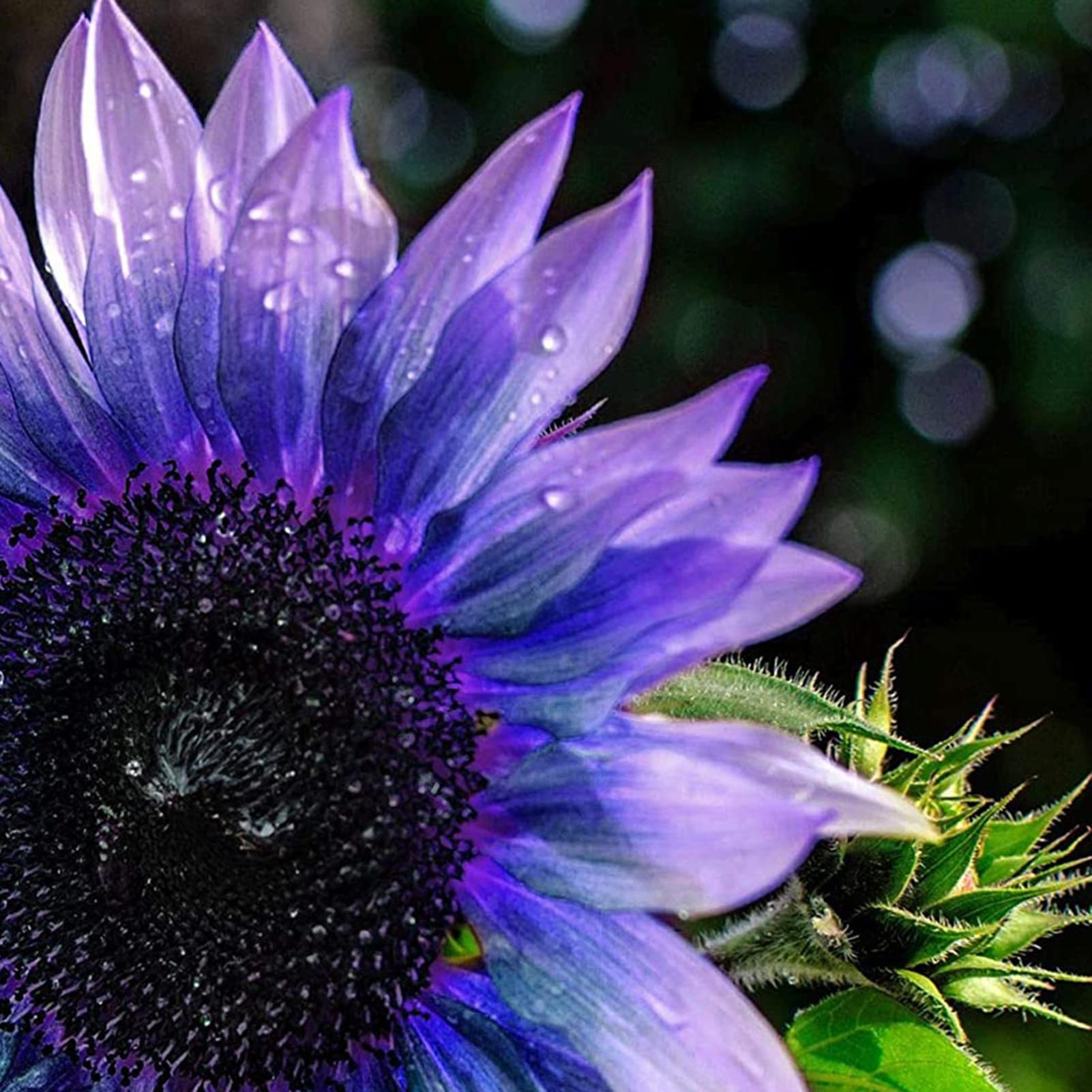 300 Graines De Tournesol Décoratives - Couleurs Rares (violet, Bleu, Rose, Rouge), Haute Germination, Facile à Cultiver