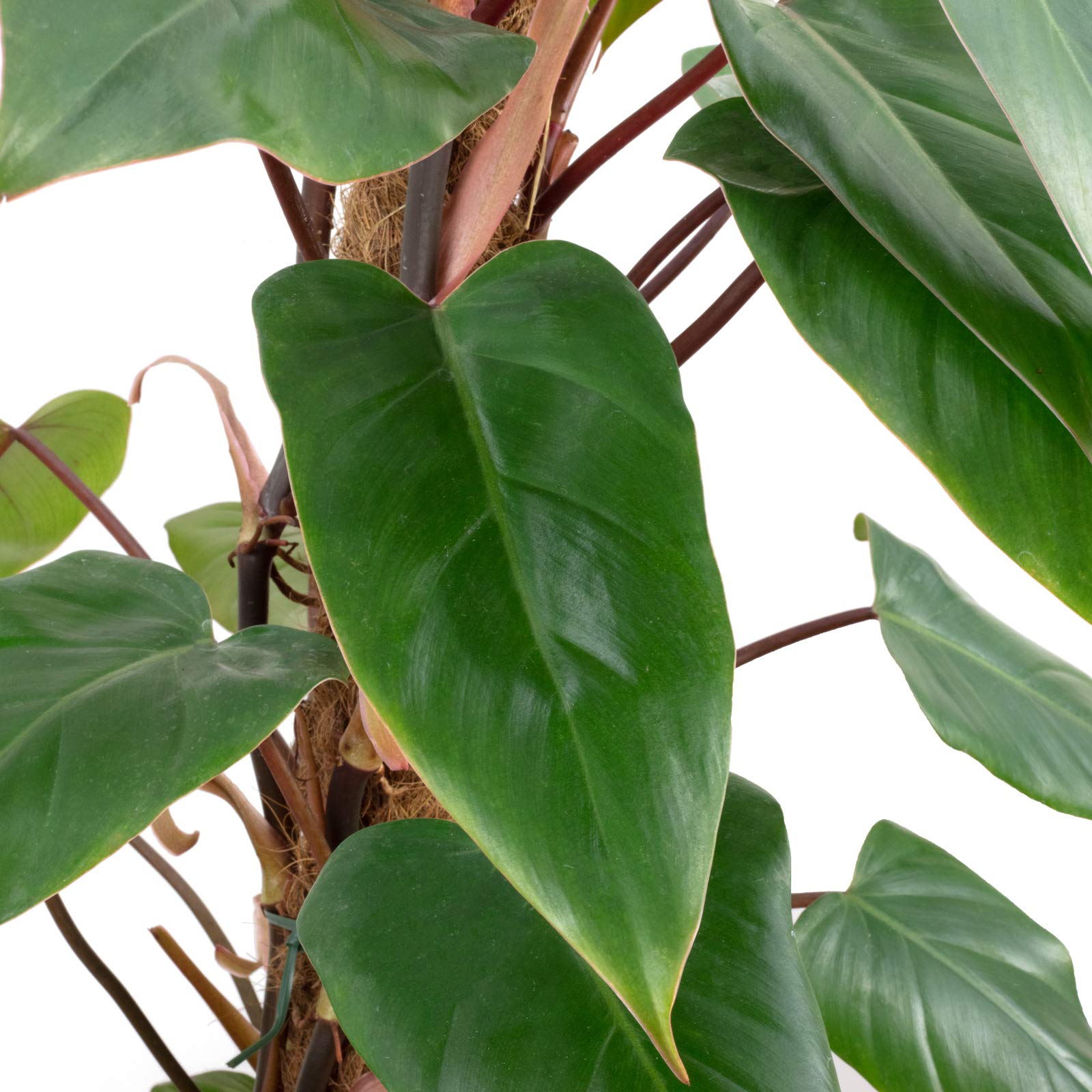 Roter Baumfreund - echte Zimmerpflanze, Philodendron Red Emerald - Hhe ca.  80 cm, Topf- 19 cm : Amazon.de: Garten