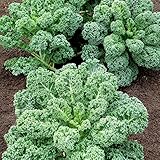 Curly Kale Seeds (100+ Seeds) - Vates Blue Scotch Curled Kale - USA Grown Non-GMO