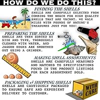 Vista 4 de 12 conchas cambiantes de cangrejo ermitaño, pequeñas a grandes, conchas coloridas de luna de burbujas