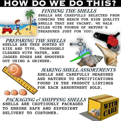 Miniatura 4 de 12 conchas cambiantes de cangrejo ermitaño, pequeñas a grandes, conchas coloridas de luna de burbujas