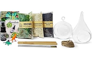 Terrarium Kits for Beginners: Moss Ball Pet Terrariums