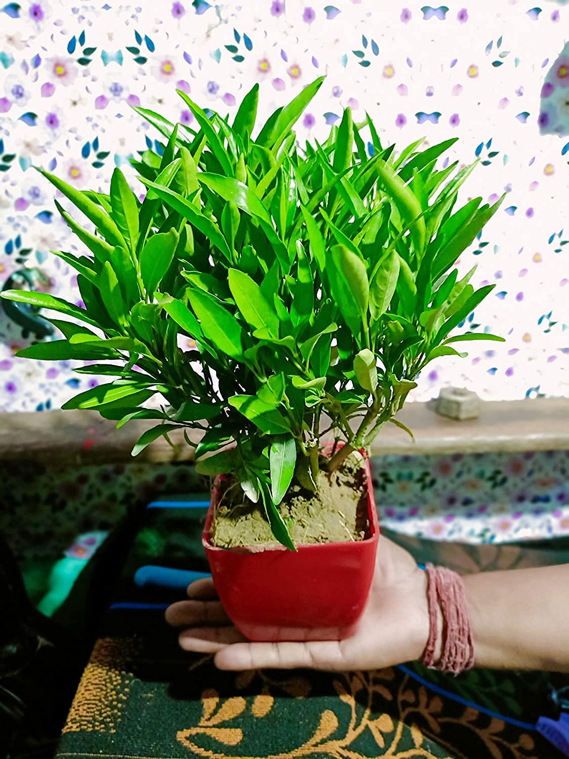 Duomus Live Sukh-Shanti Jal Bahar Lucky Plant black Plastic with Pot (B0BST4T3QF) Amazon Price History, Amazon Price Tracker