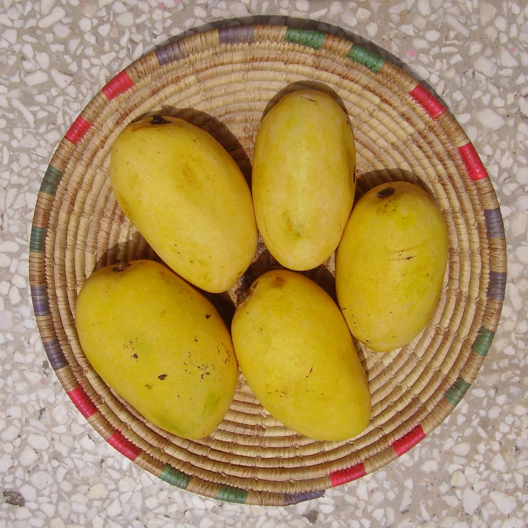 M-Tech Gardens Mango Fruit Plant (Chaunsa, Grafted Hybrid) Exotic 1 Live Fruit Plant