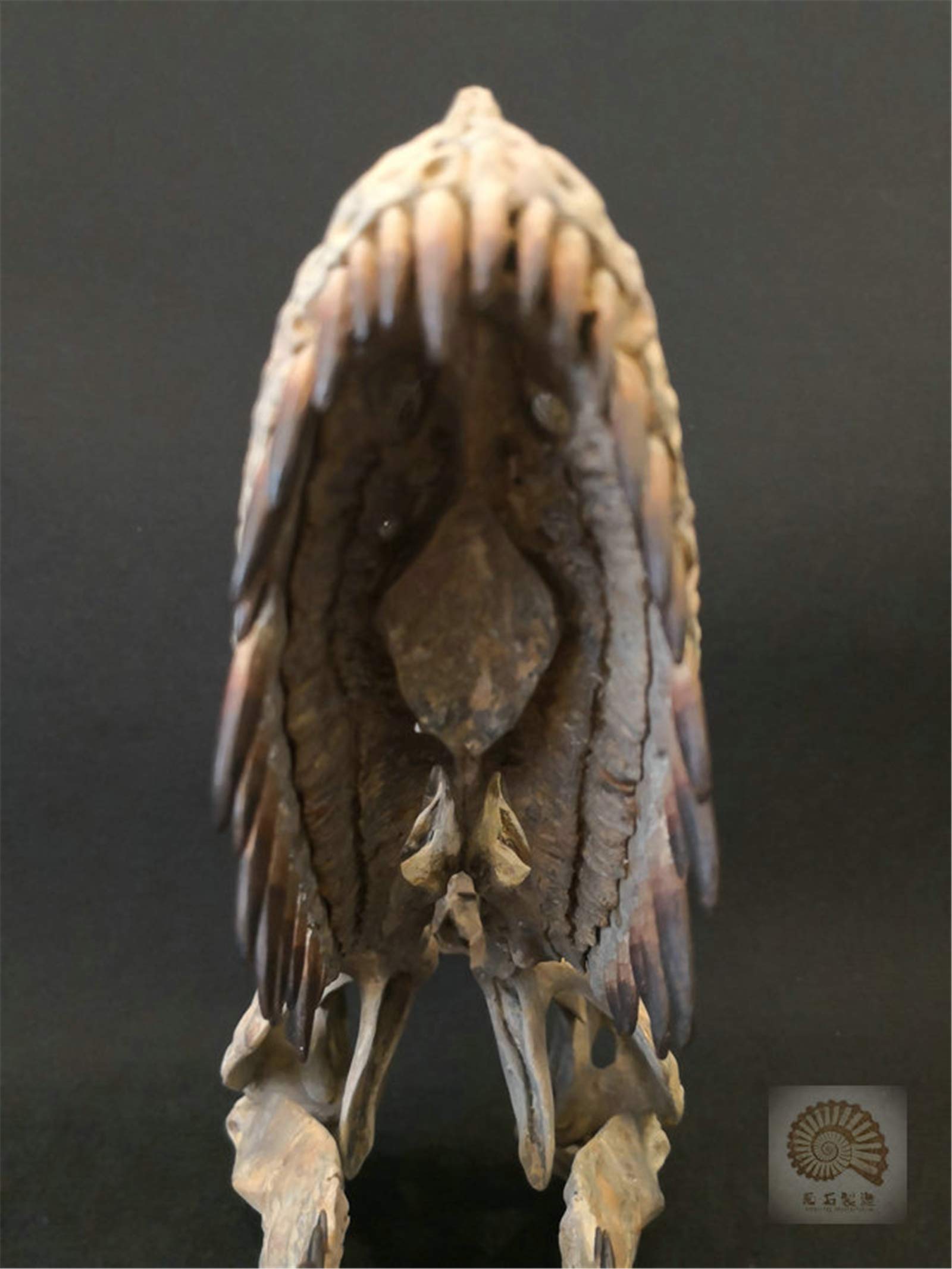 木彫　恐竜　トルヴォサウルス　頭骨模型1/10スケール 木彫 恐竜 トルヴォサウルス 頭骨模型1/10スケール