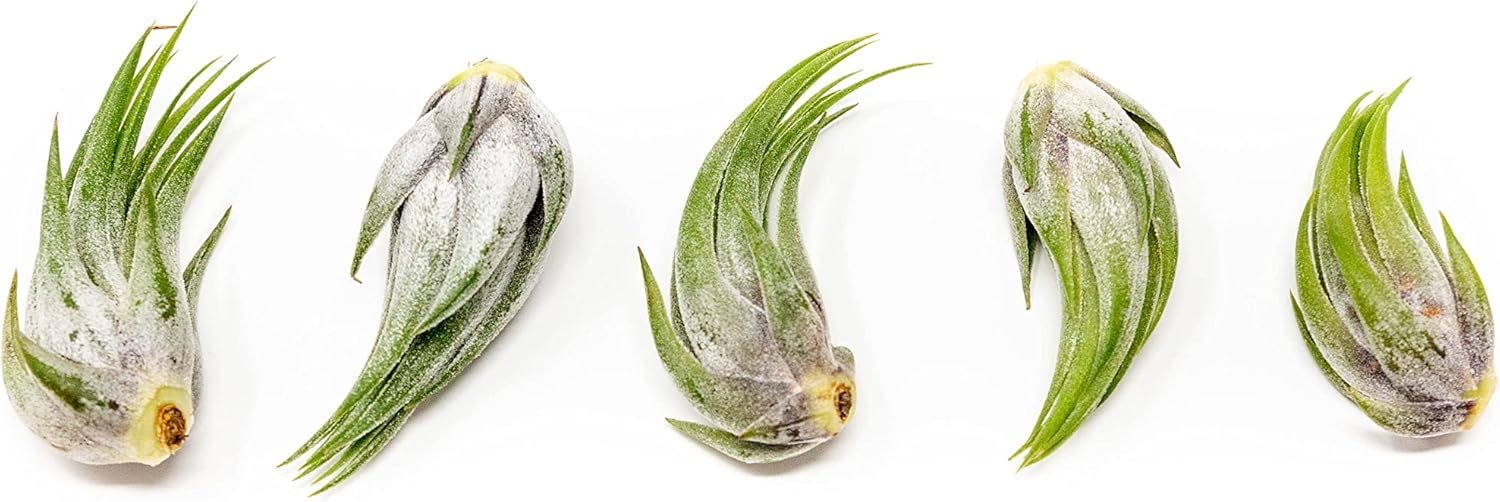 12 Pack Assorted Tillandsia Scaposa/Kolbii Air Plants - Live Succulent House Plants - Available in Wholesale and Bulk - Home and Garden Decor - Easy Care Indoor/Outdoor Air Plant