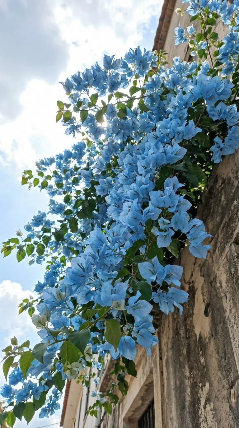 Sky Blue Bougainvillea Live Plant | Flowering Outdoor Plant | Paper Flower Plant | Buganvel, Bougainvillea Glabra Live Plant for Home Garden Balcony Outdoor (Healthy Rooted Plant)-image-42
