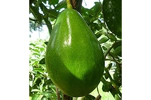 Avocado Semil 34 Live Avocado Tree, 12-24" | Wonderful Garden Starts Here